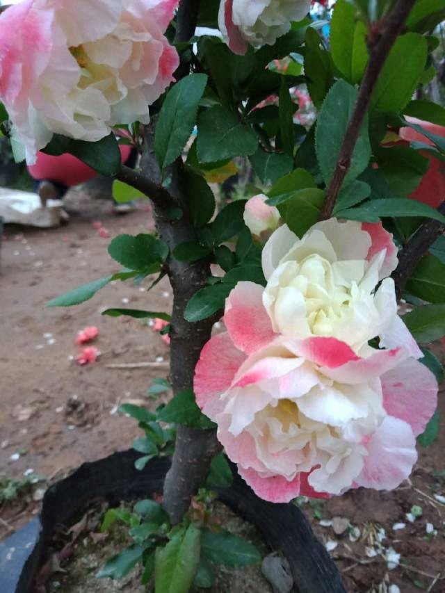 Chinese Quince (Pseudocydonia sinensis) Caiyu Multi Double petals 彩玉贴梗海棠