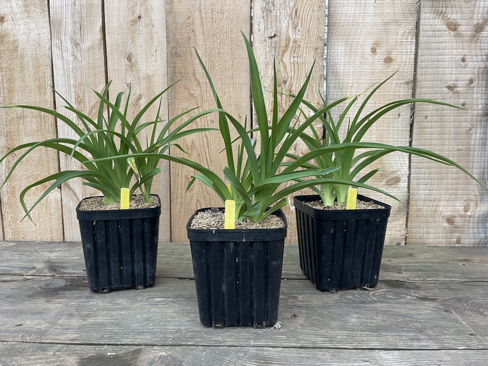 POTTED Daylily IDIAN GIVER 1 Gal Size Pot Vibrant Purple Flowers SHOW STOPPER!