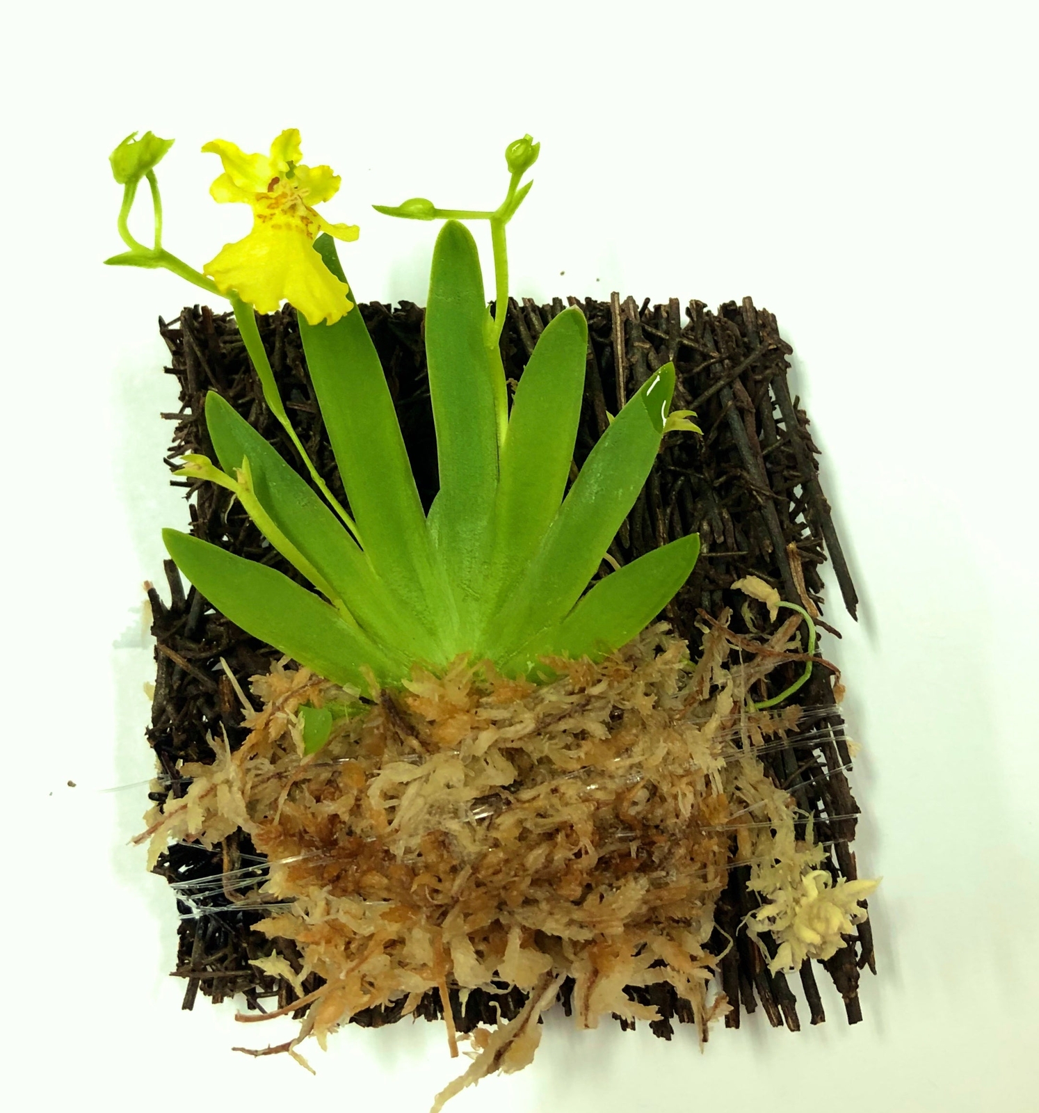 Miniature Orchid: Psygmorchis Pusilla with Flower Spike