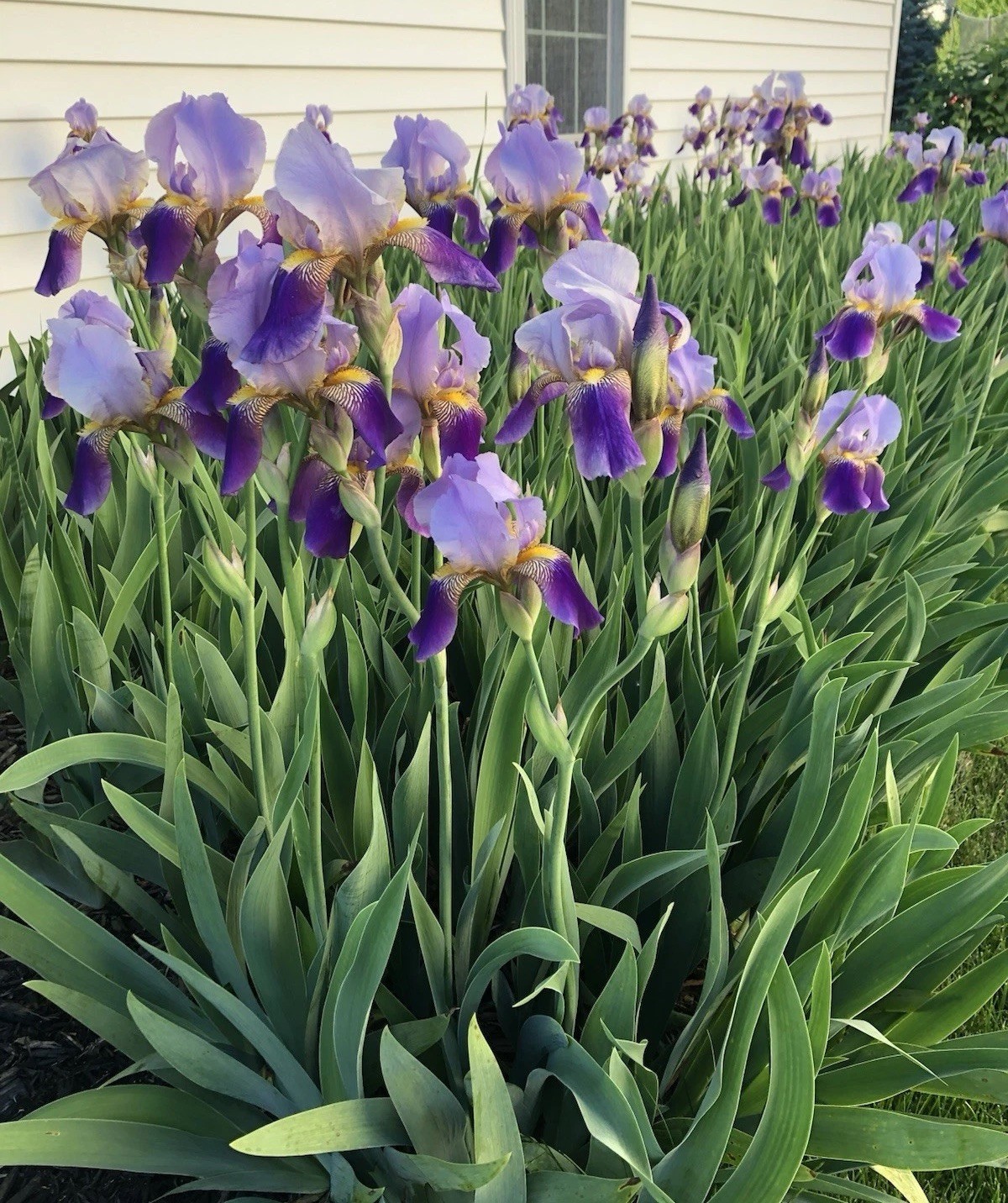 Purple Bearded Iris Rhizomes Bulbs Quantity of 10- Large Bulbs Free Shipping!