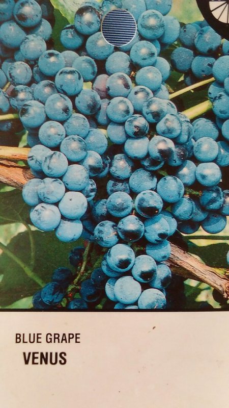 VENUS BLUE GRAPE 2 Gallon Vine Plant Grapes Vineyards Home Garden FREE RECIPE!