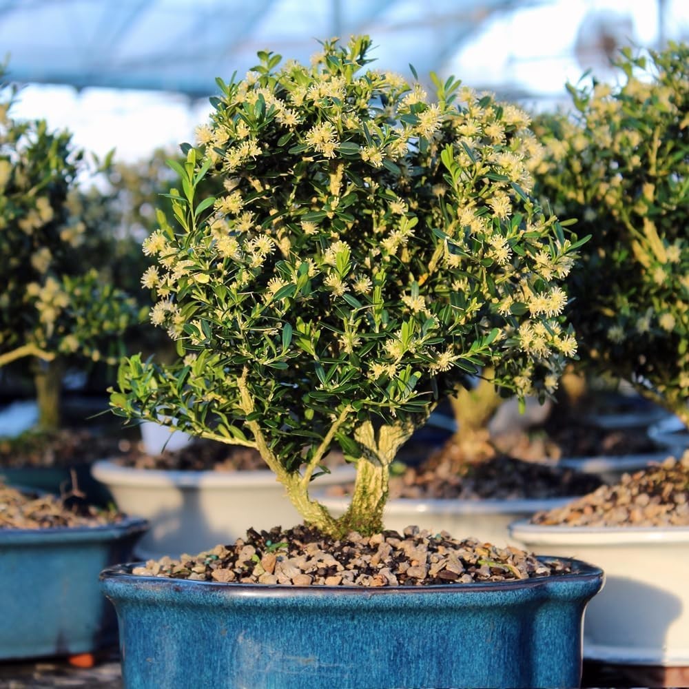 Elegant 8–Old Harland Boxwood Bonsai Tree – 10″ to 14″ Tall, Gift-Ready