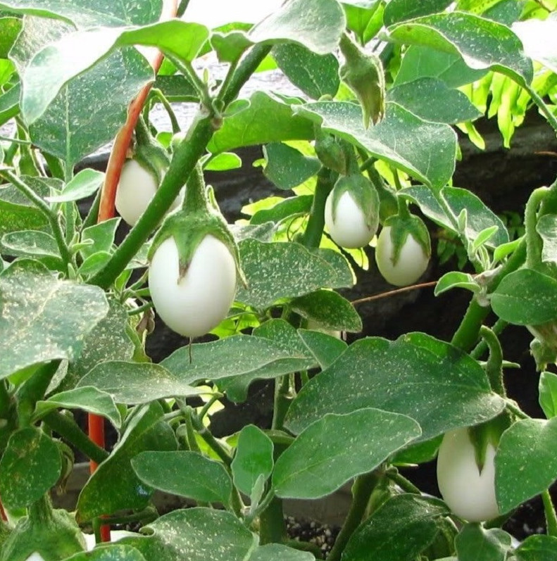 0.5 Gr (100 Seeds) White Mini Round Eggplant Seeds for Planting, Eggplant Seeds