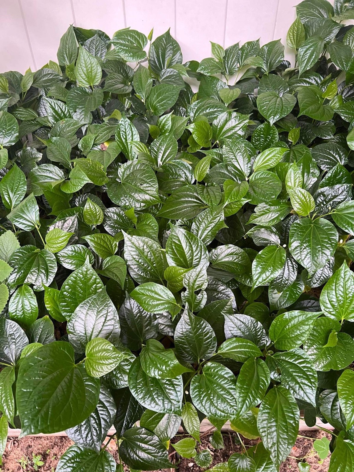 8”-12” Vietnamese Root Natural Betel ( Lá Lốt ) 10 Live Plants In The Pot