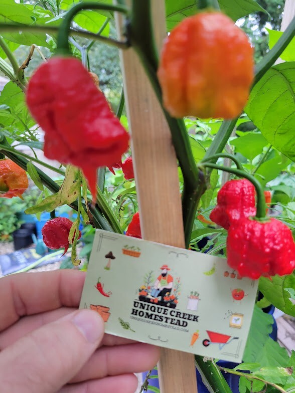 Carolina REAPER Super HOT Pepper Seeds Unique Creek Homestead Certified