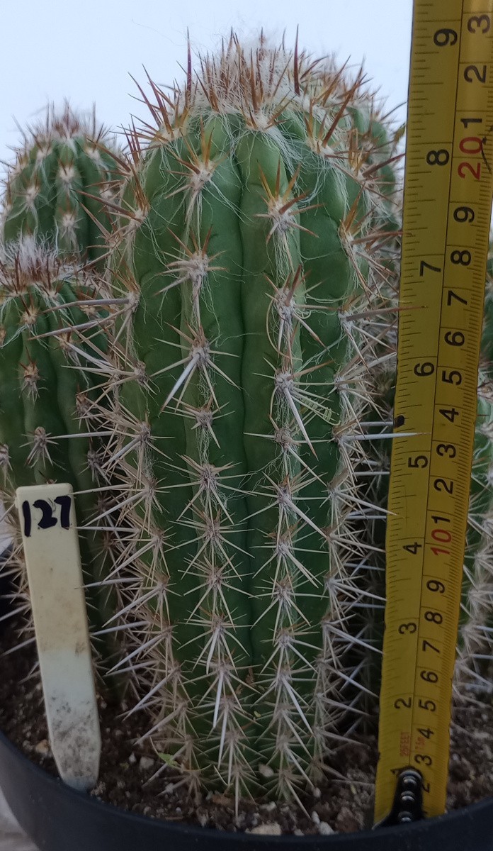 Pilosocereus (Xiquexique) gounellei Brazil Blue Columnar Cactus 127