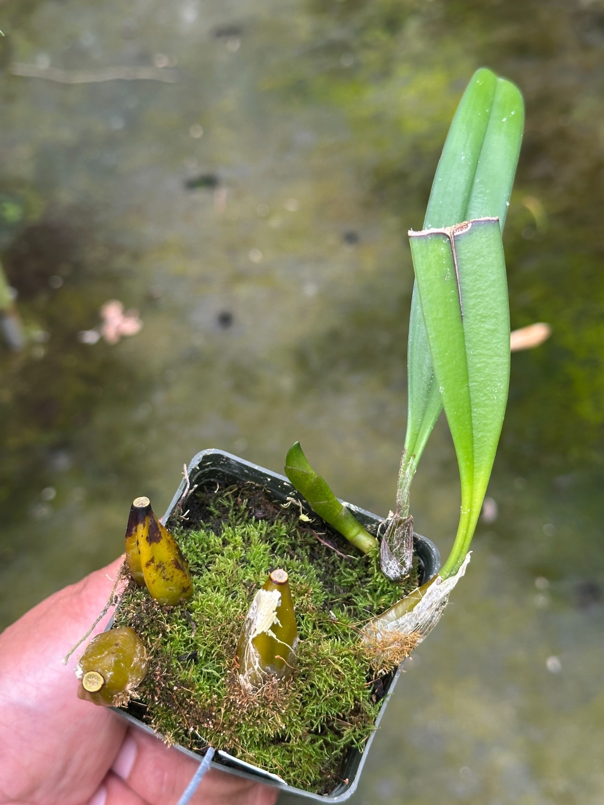BIZARRE BEAUTY BULBOPHYLLUM ORCHID SPECIES medusae BS 5 bulbs 3″ pot