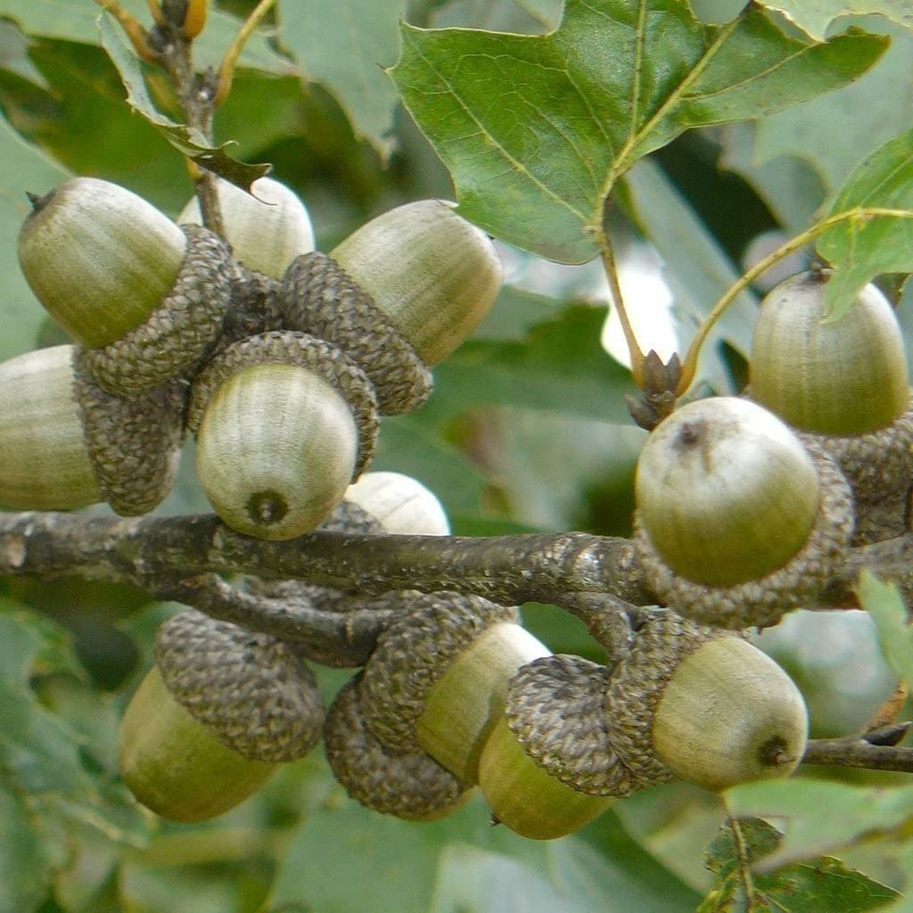 Shumard Oak | 2 Inch | Quercus shumardii | Low Maintenance | Hardy Plant
