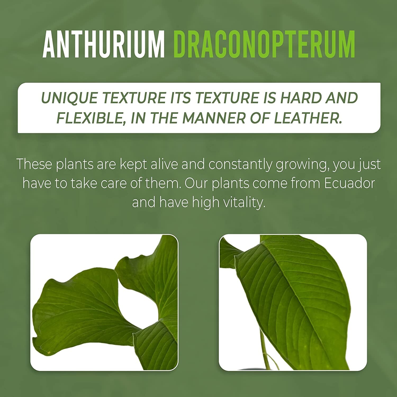 Anthurium draconopterum by LEAL PLANTS ECUADOR |Green Live House Plant