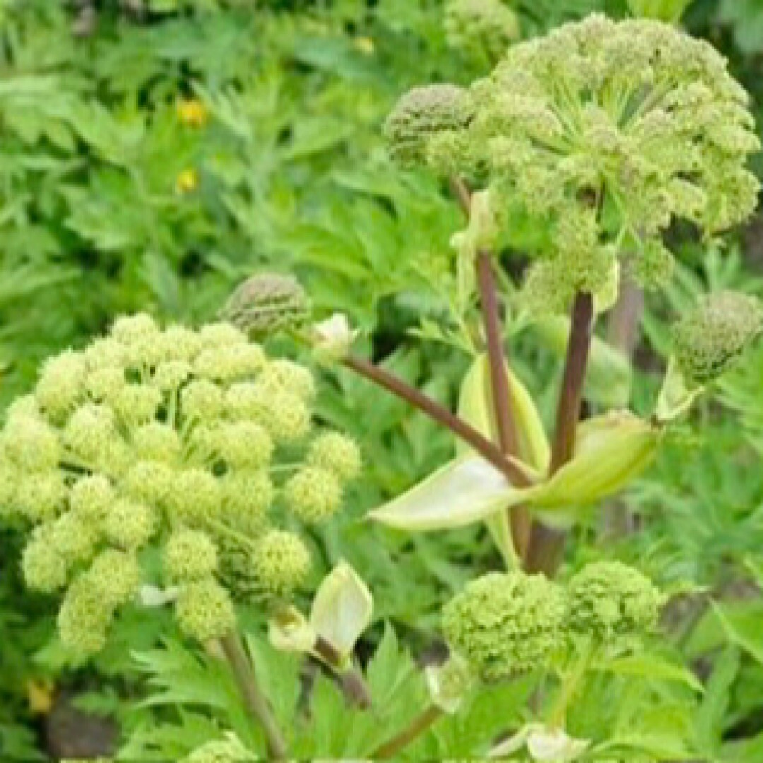 30 SEEDS ANGELICA HOLY GHOST Biennial Culinary Licorice Fragrant Non-GMO