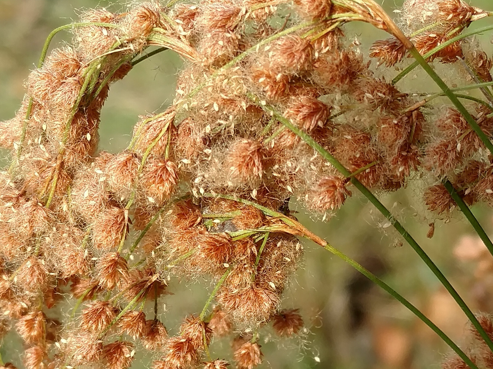 wool grass, 6′ tall, POND WATER PLANT 1000 seeds buy US USA GroCo*