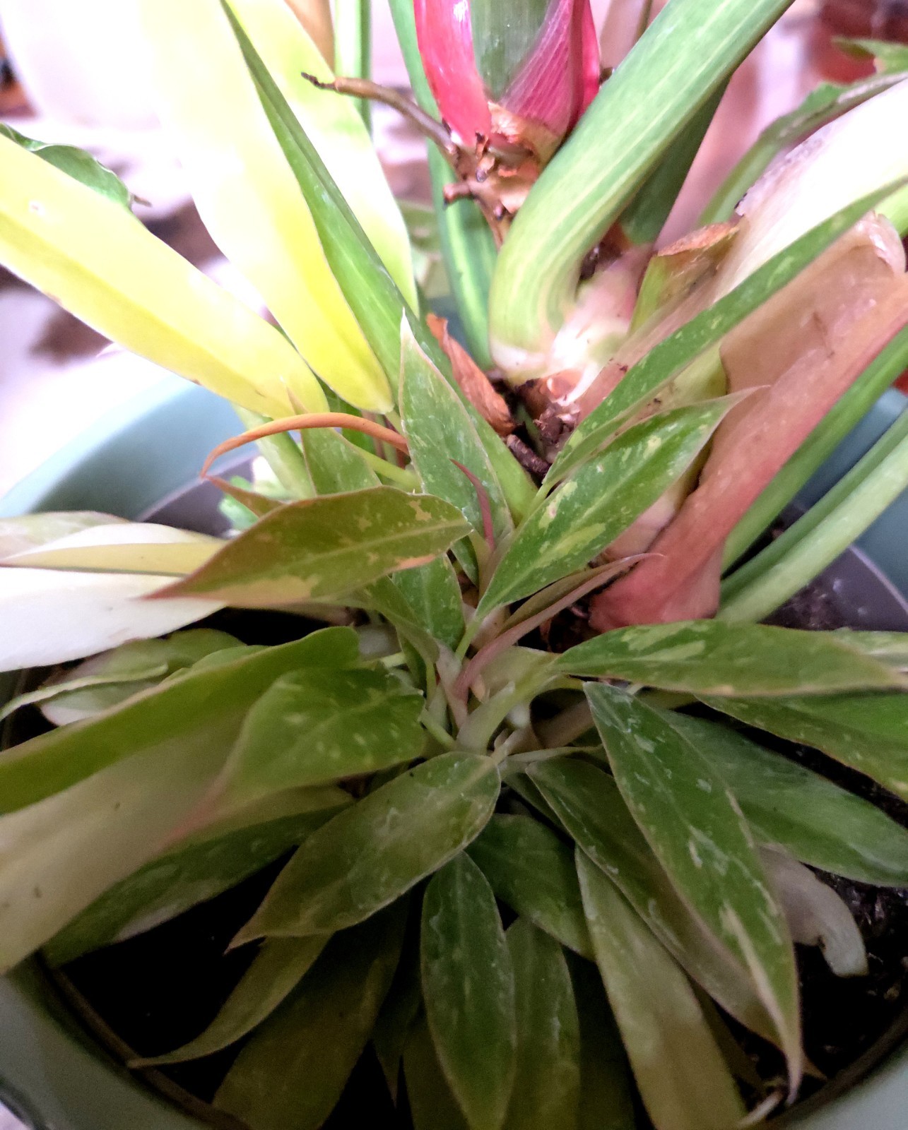 RARE XL Philodendron Ring Of Fire 30″ Tall 1 Gal Pot No Monstera Anthurium Aroid