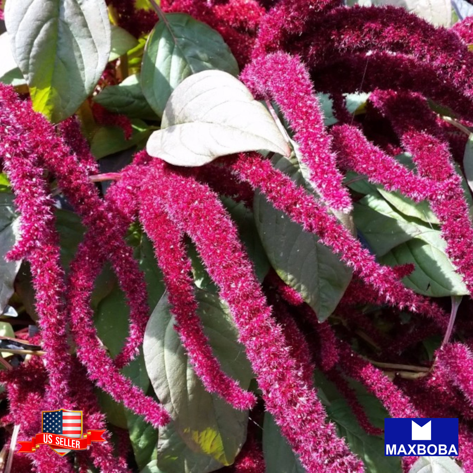 Amaranth Seeds Hopi Red Dye Organic Non-GMO Heirloom