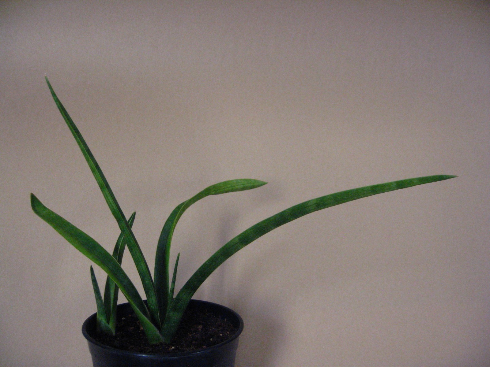 Sansevieria zeylanica (GC 81-37) —- Very Rare Succulent