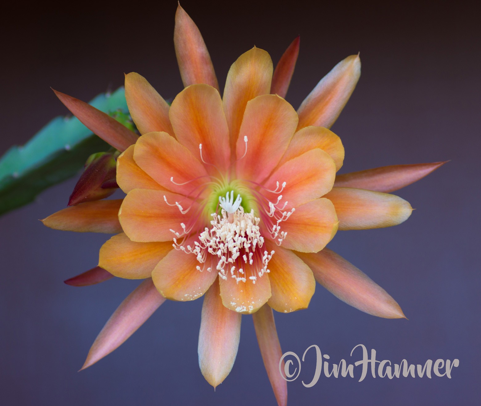 1 King Midas Epiphyllum Orchid Cactus Cutting 8-10 inches long