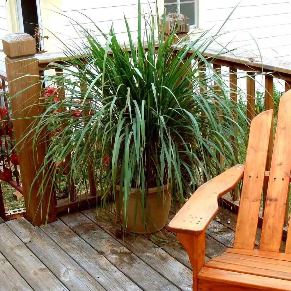 1 Gal. Lemongrass Plant