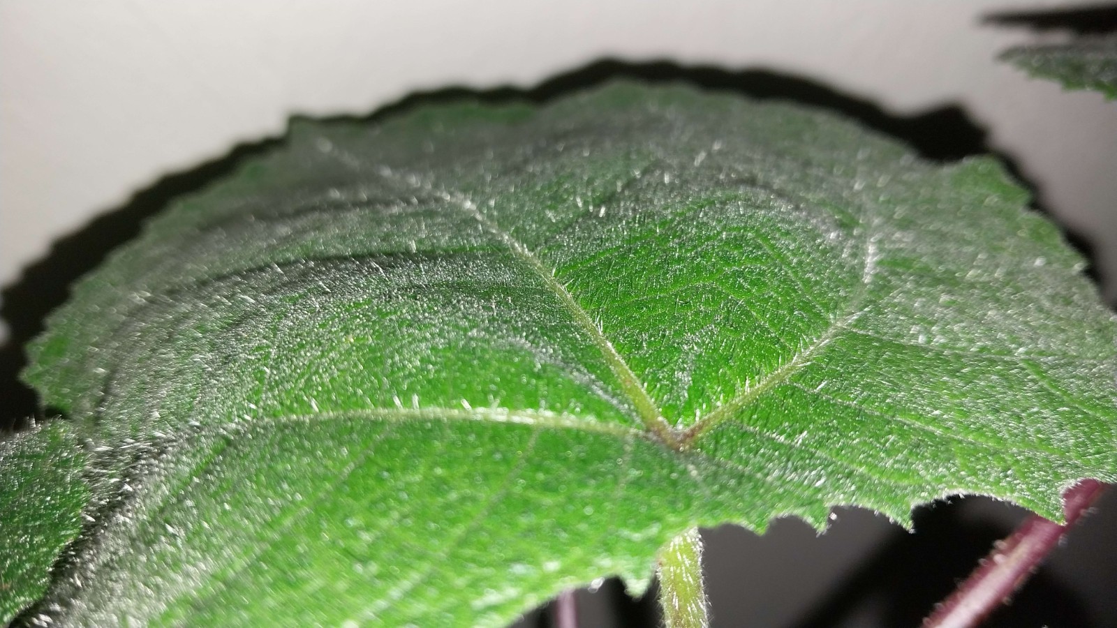 Gympie Gympie Live Plant! Most Painful Plant In The World! Mature Plant!
