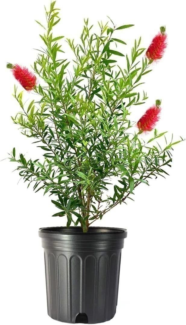 Bottlebrush Red Cluster | 1 Gallon | Callistemon citrinus | Low Maintenance