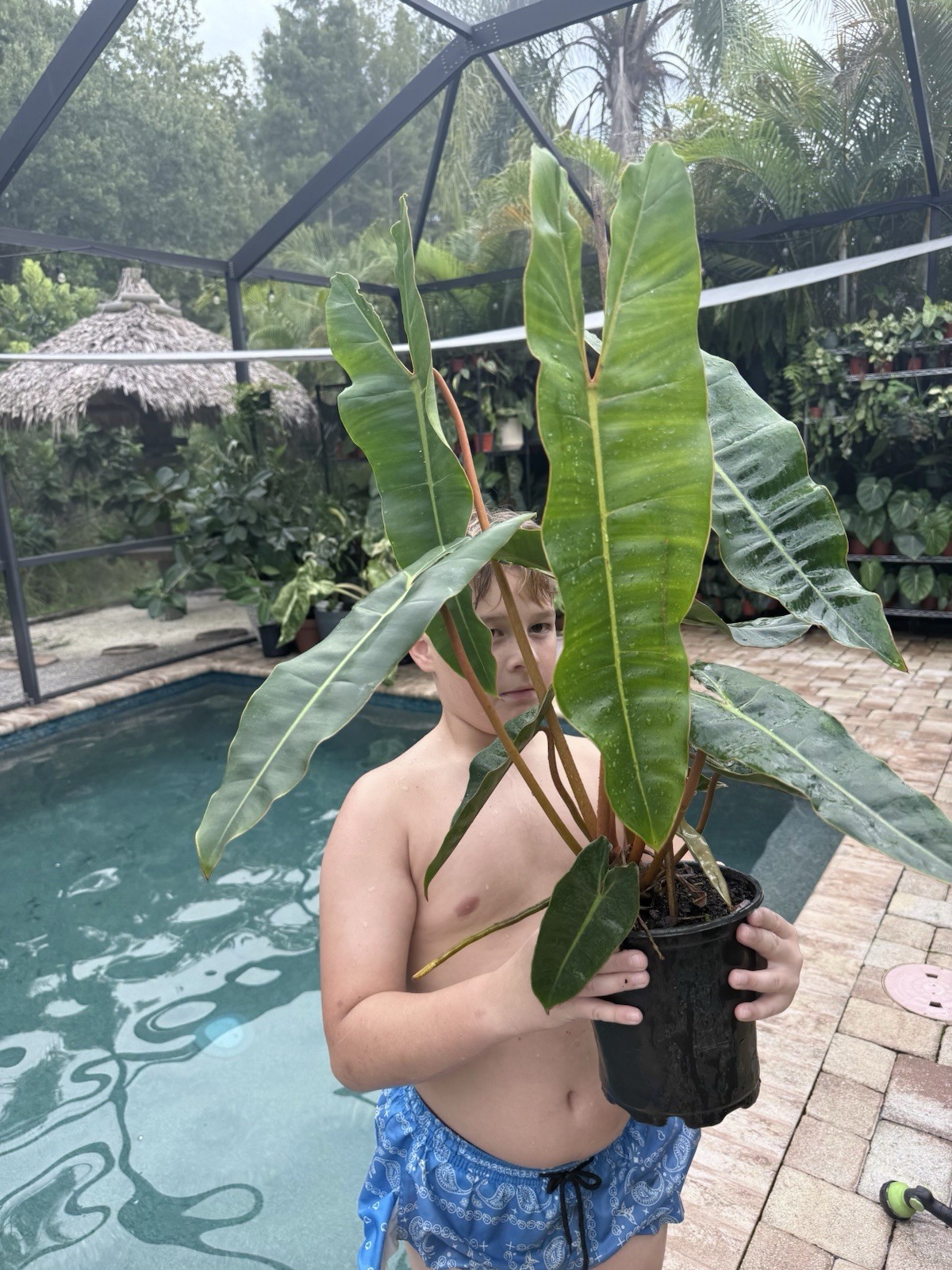 Philodendron Billietiae XL Mother Plant Free Shipping