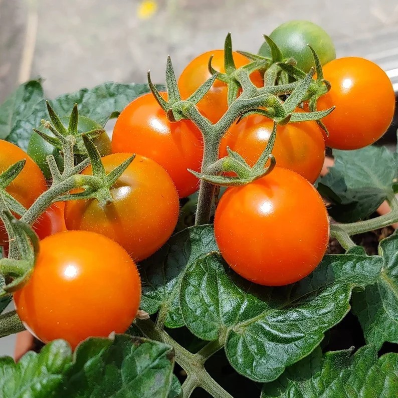 Heirloom Dwarf Tomatoes Orange Dream 20 seeds -hydroponics, container, patio