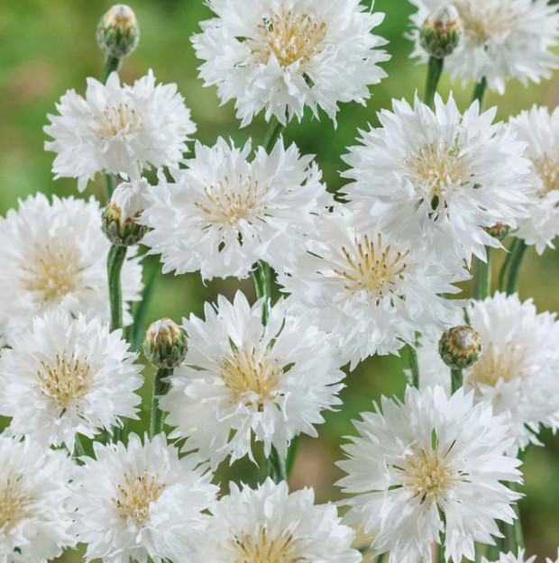 Cornflower Pastel Mix Pink White Mauve Bachelor Button Pollinator USA 300 Seeds!
