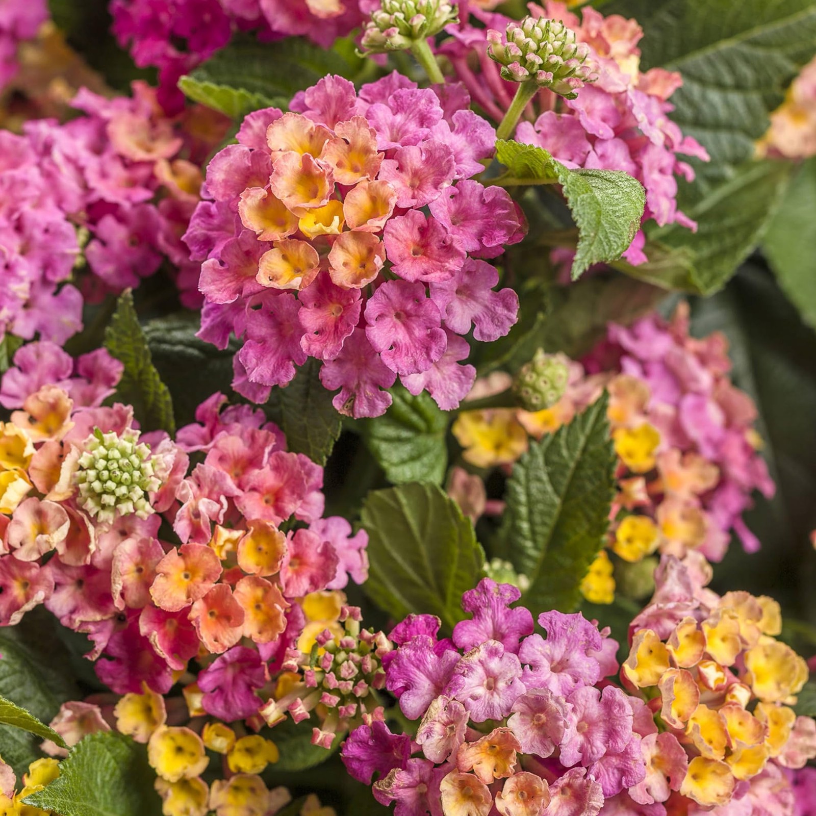 Lantana Flower Seeds for Planting – 300+ Mixed Color to Pink