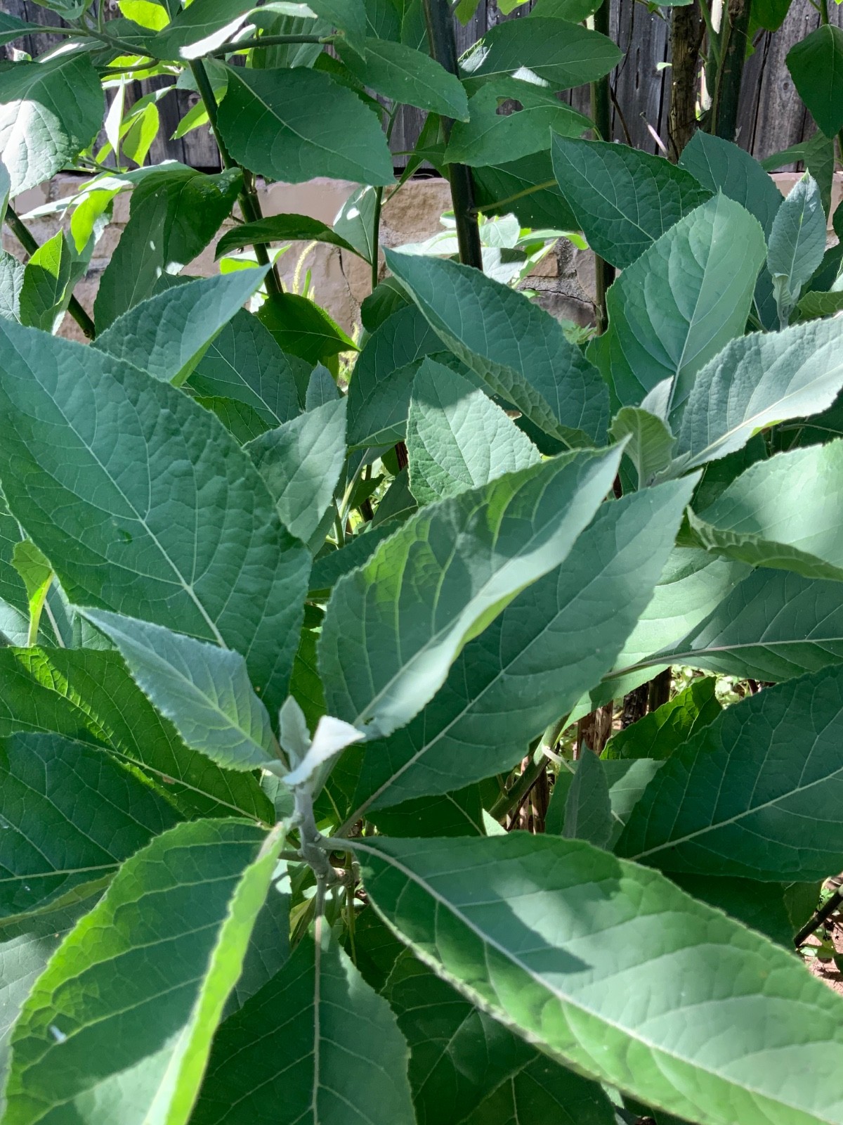 Organic freshly plucked Bitter leaf (Ewuro)