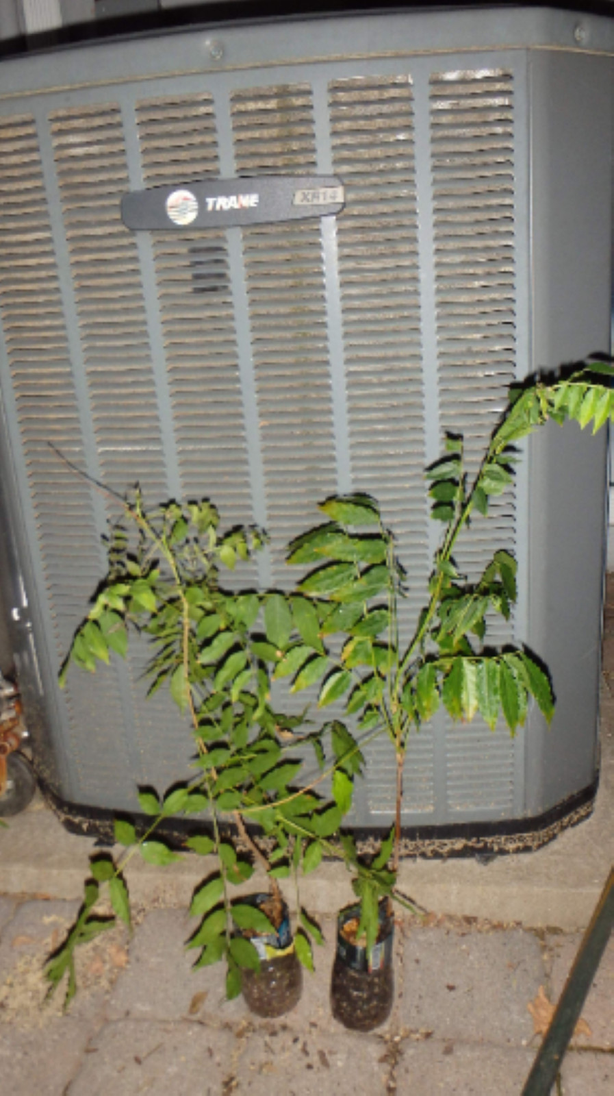 WISTERIA Blue Moon, Purple Flower Fragrant, well rooted seedling 1 yo