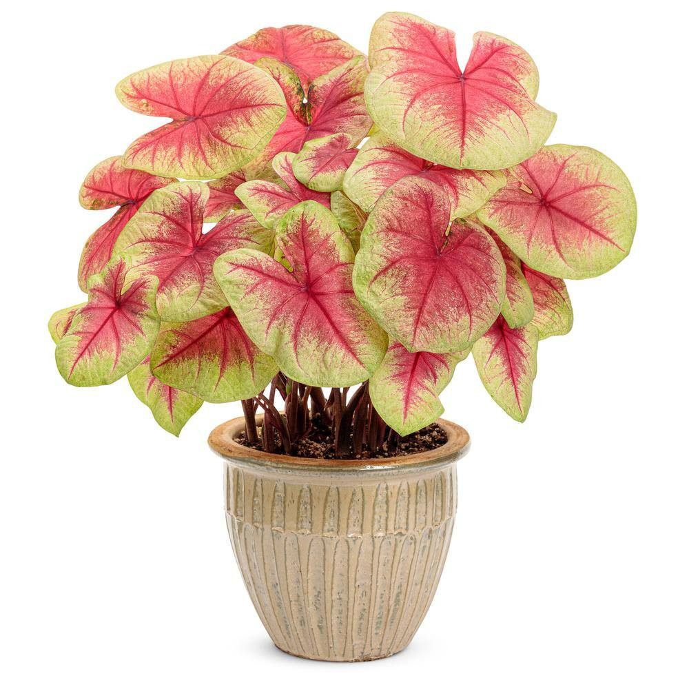 Heart to Heart Lemon Blush Caladium Live Plant, 4.5 In. Quart