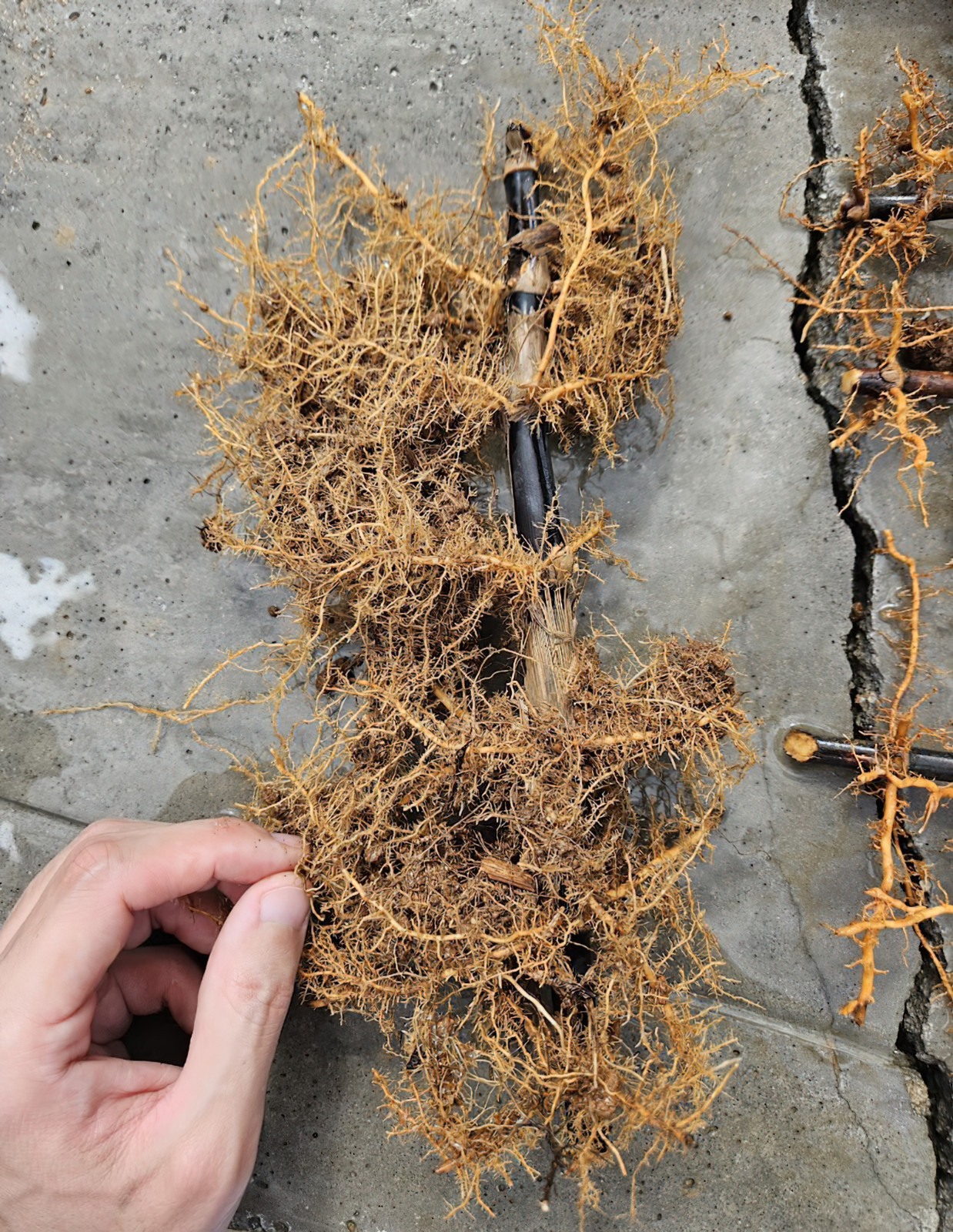 (6) Black Bamboo Rhizomes – Cold-Hardy, Evergreen – Privacy Screen, Fast-Growing