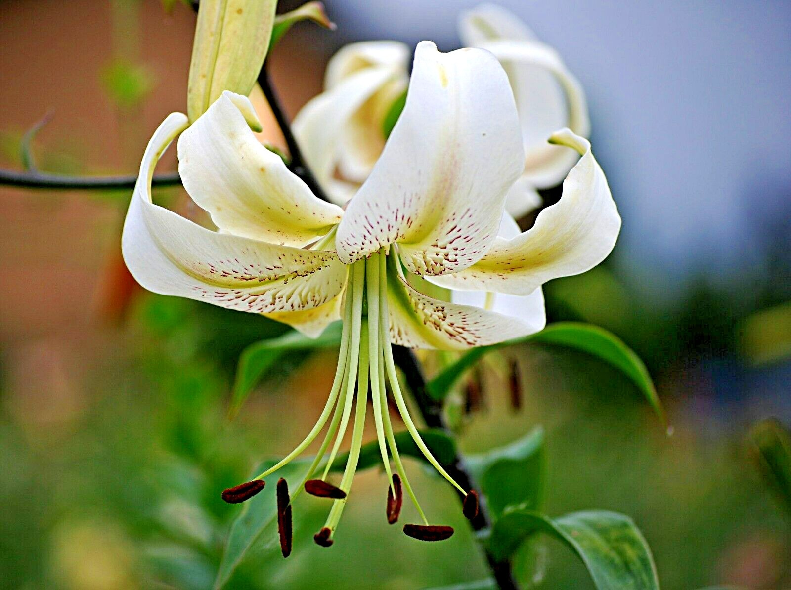 20 SILVER SCHEHERAZADE LILY SEEEDS – Lilium ‘Silver Scheherazade’
