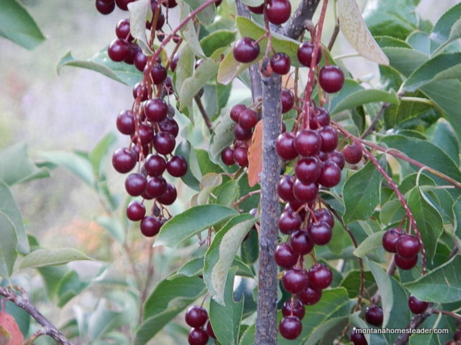 24-36″ tall Chokecherry Prunus virginiana, 2-3 year old bare root plant