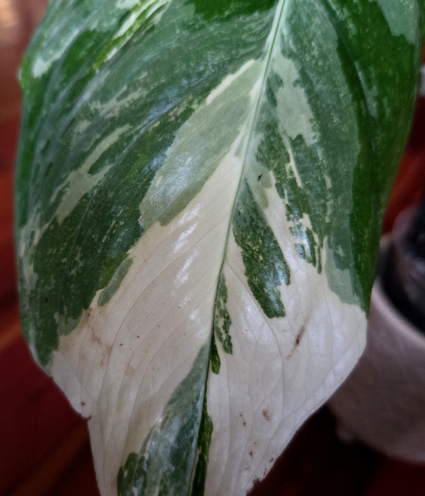 Rare Monstera Lechleriana Albo variegated 17″Tall Not Philodendron Anthurium