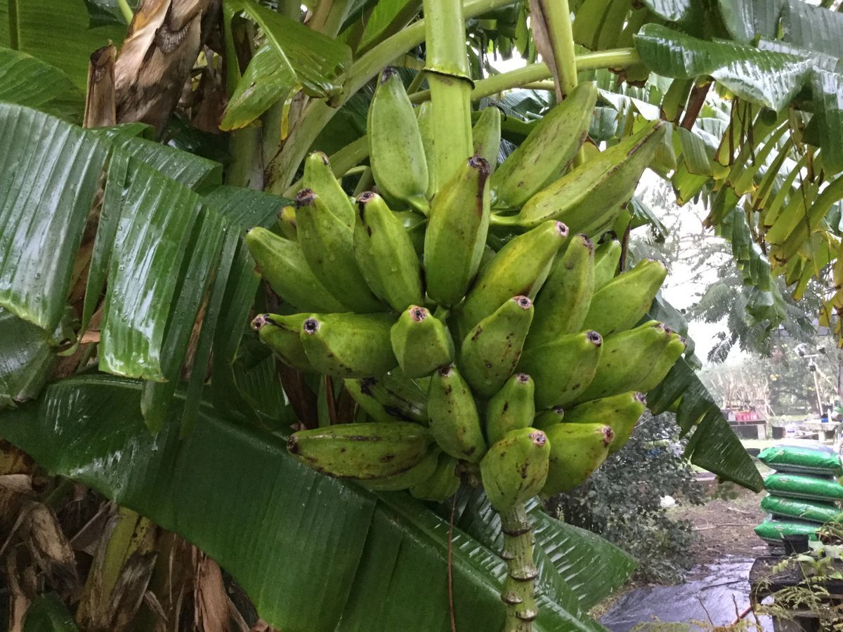 Banana Plant, Orinoco Banana, ‘Musa accuminata’