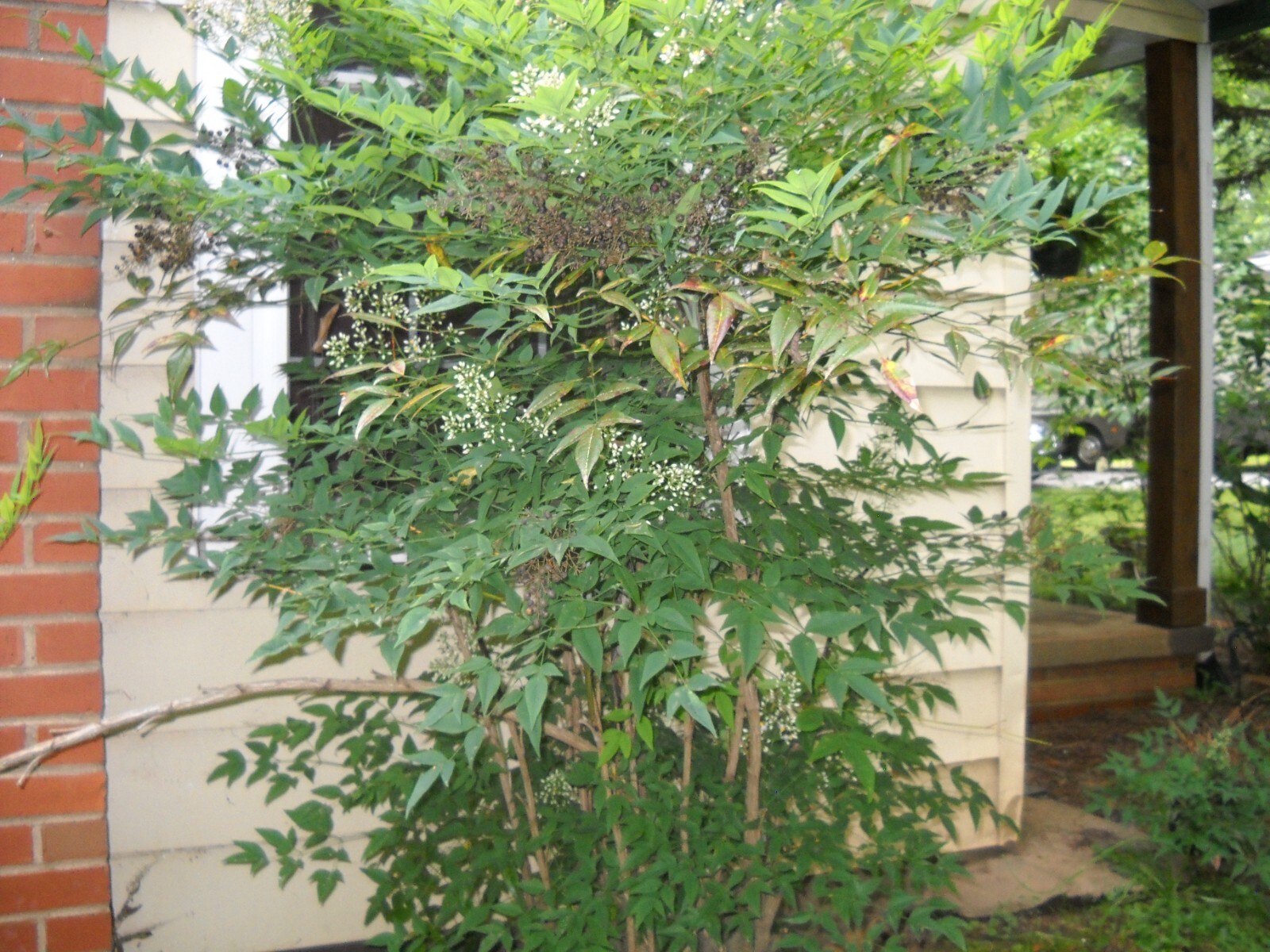 Evergreen Nandina Heavenly bamboo hardy ornamental plant bush shrub plant rooted