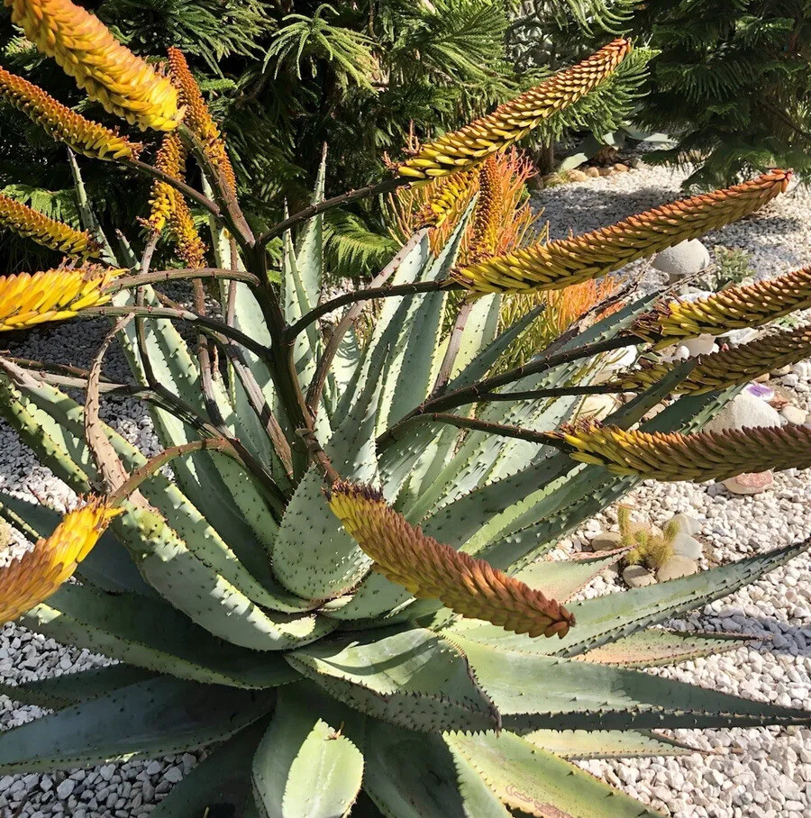 50 SEEDS Aloe marlothii Mountain tree Aloe Harvest: MAY 2026