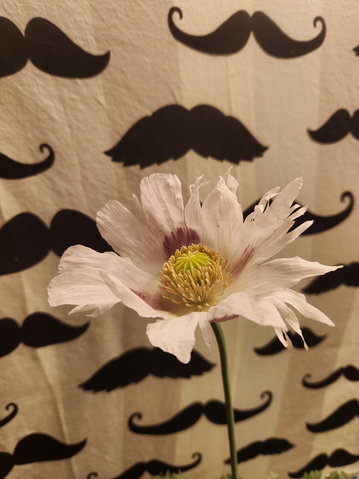 Izmir Poppy Mystery Mix Papaver Somniferum