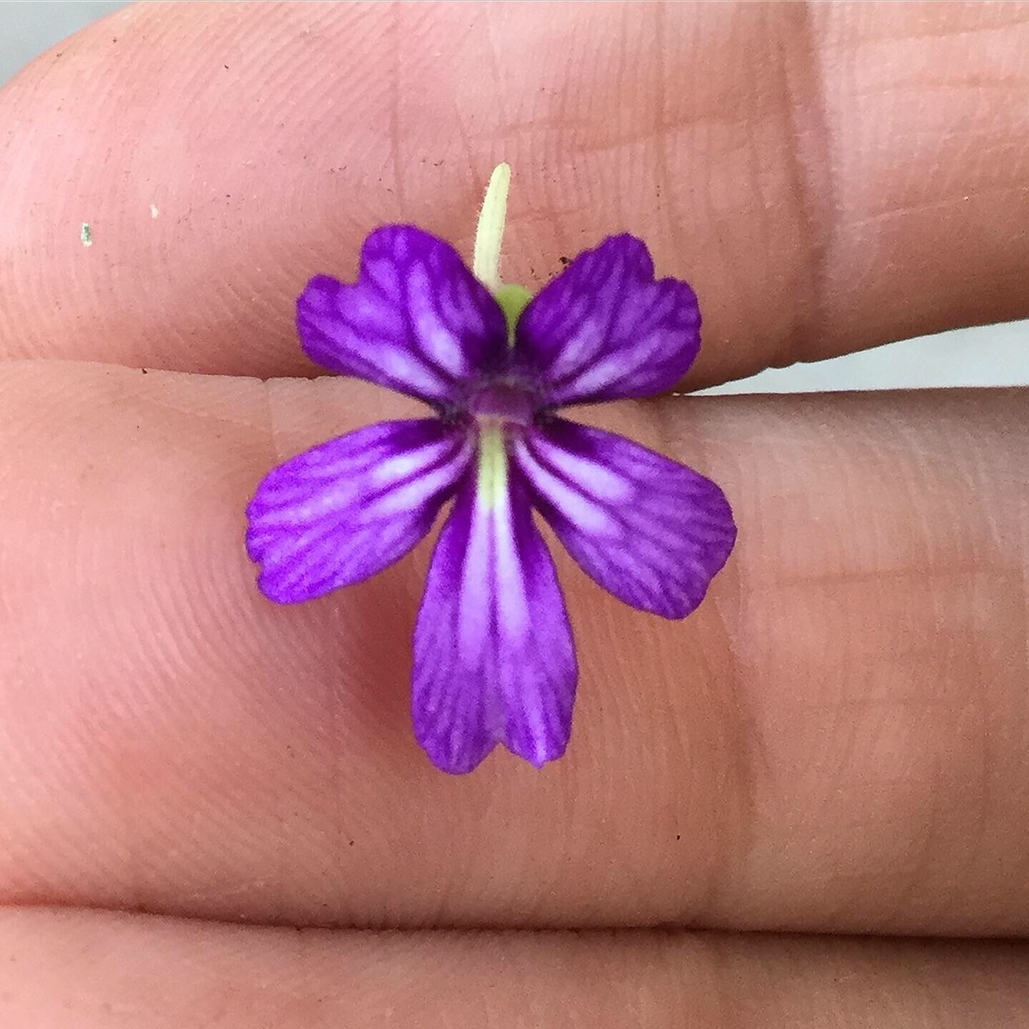Pinguicula moranensis ‘Huahuapan’ x emarginata, HC D, Carnivorous Butterwort