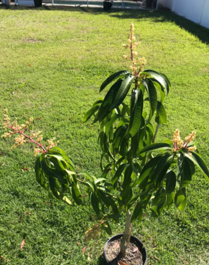 Live Kent Mango Plant, 3 Gal Pot, 2–3 Ft Tall, No Shipping to CA, HI, PR, GU, AK