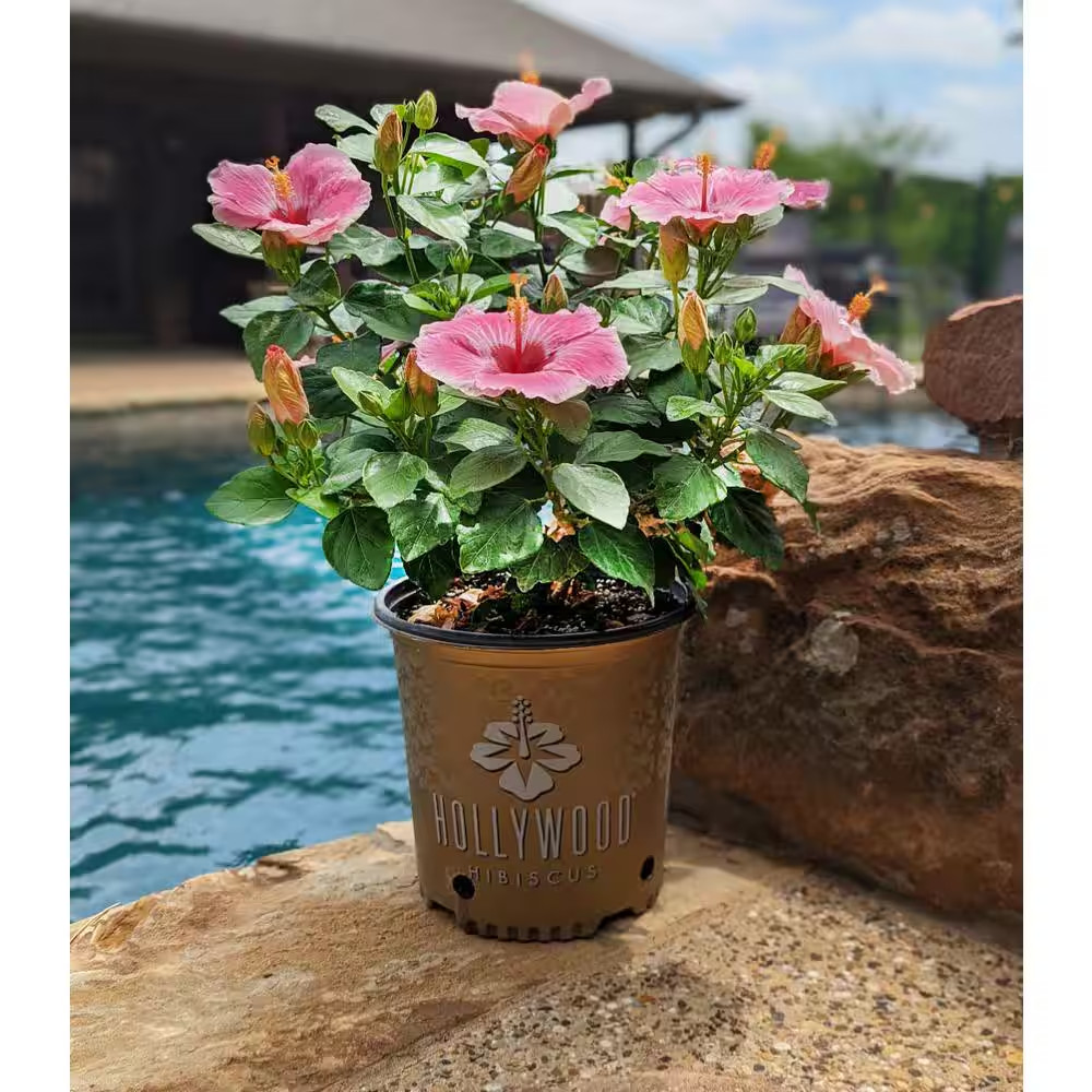 1 Gal. Hollywood America’S Sweetheart Pink and White Flower Annual Hibiscus Plan
