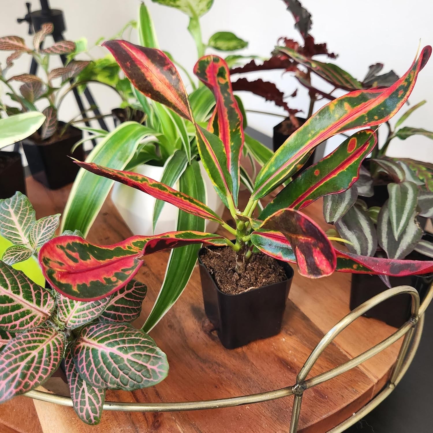 2″ Potted Mini Indoor Plants – 12 Varieties