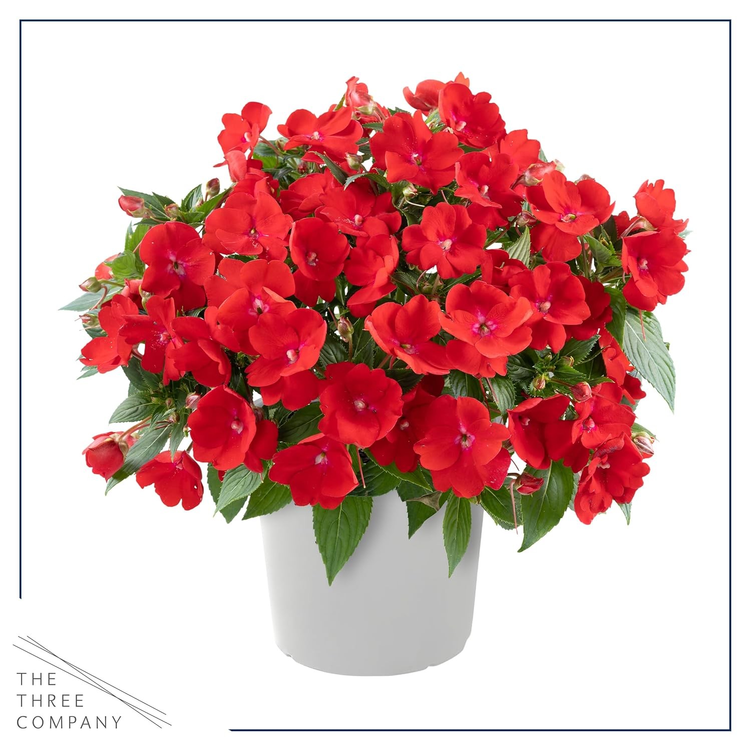 Live Flowering New Guinea Impatiens – Grower’s Choice Assorted Colors (3 Plants