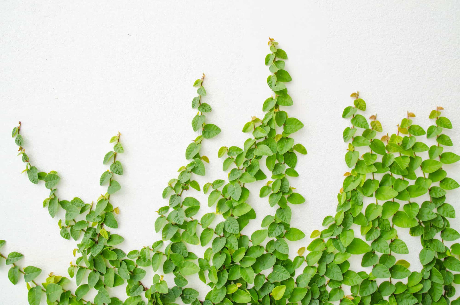 12 Ficus pumila Creeping Fig Vine Live Plants
