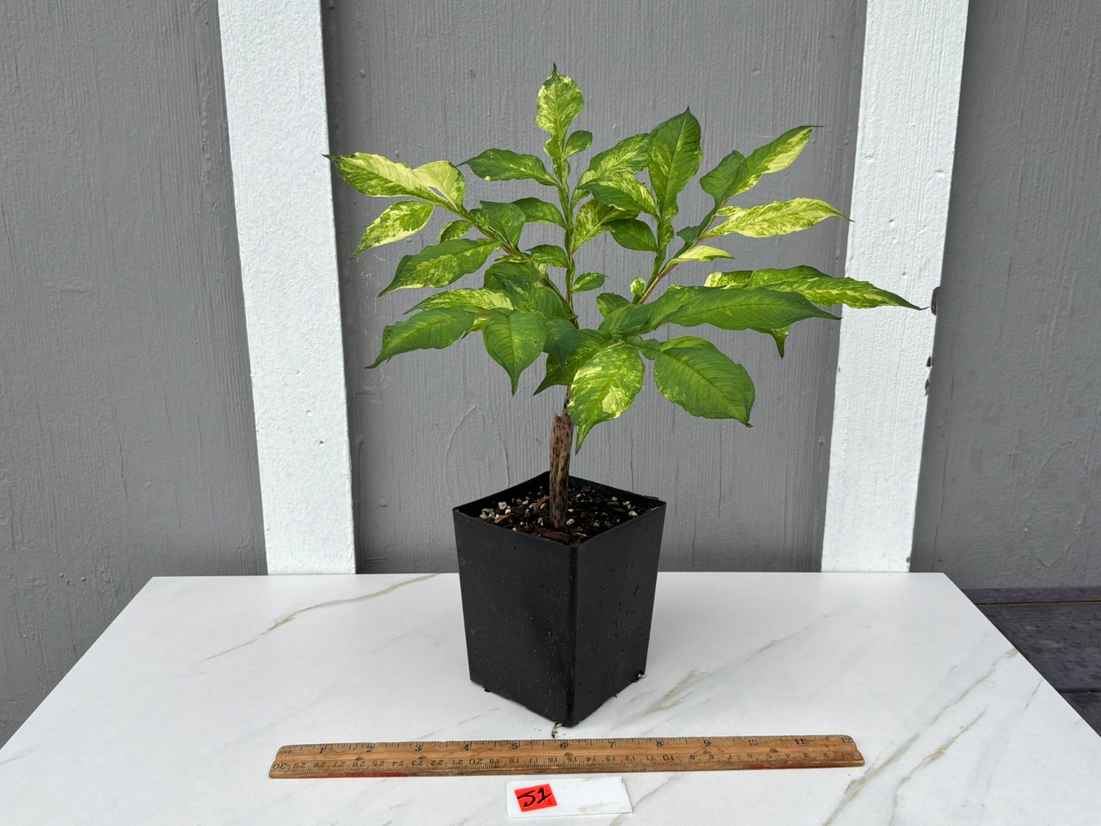 Amorphophallus konjac Shattered Glass Variegated Rare Plant Aroid Bulb Flower