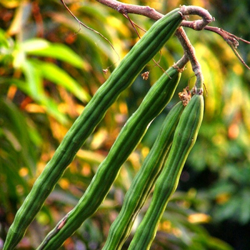Moringa oleifera Perennial Karnataka | 5_Seeds