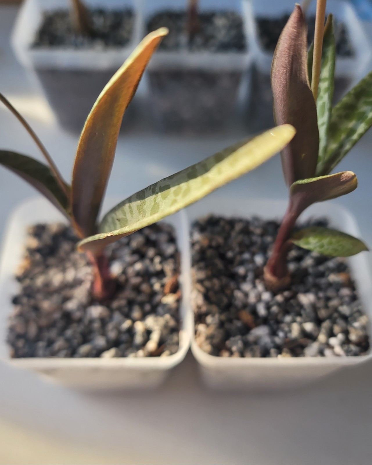 Live Rooted Plant Ledebouria Socialis Bulb In 3″ Pot