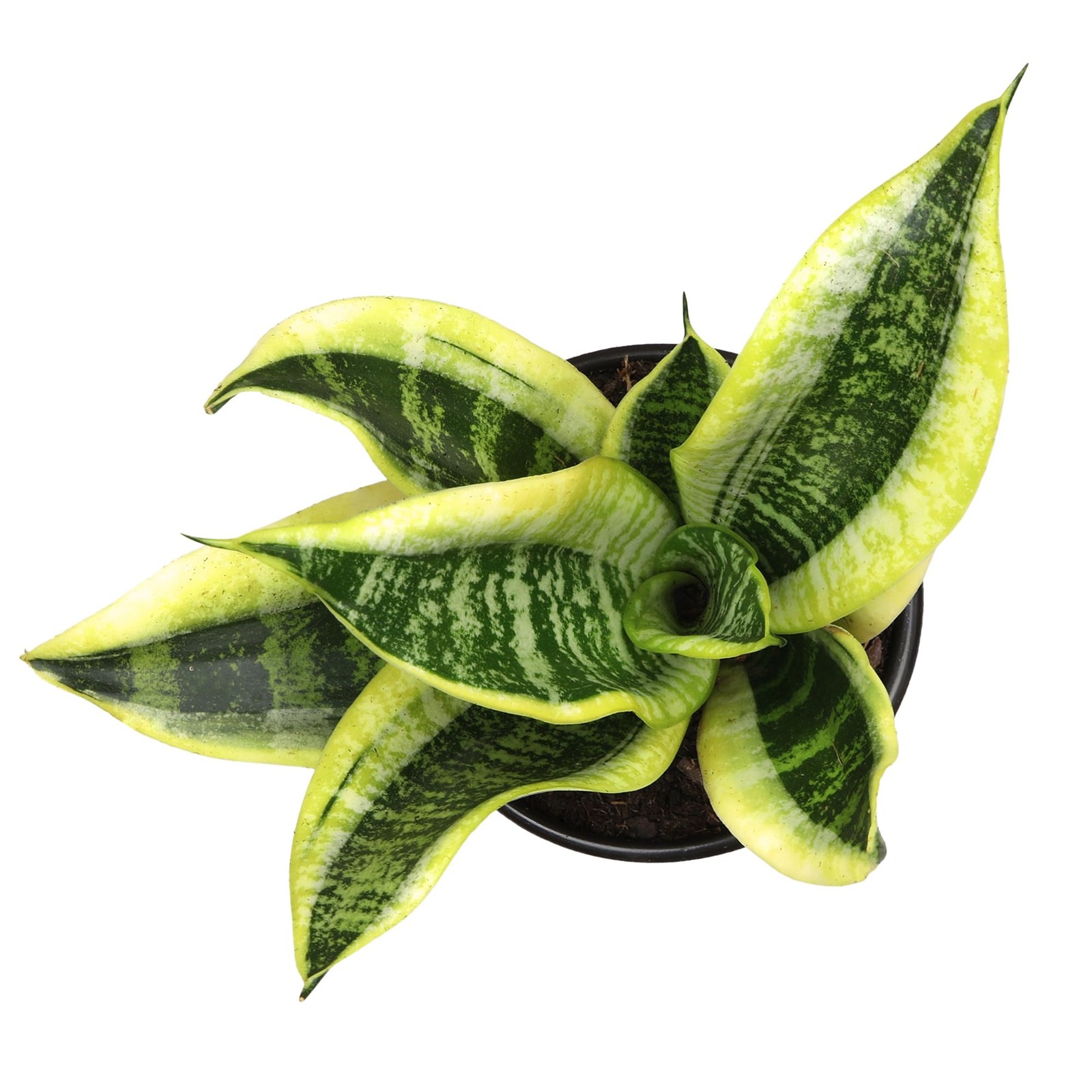 Live Snake Plant (Superba), Approx. 13″ Tall, Virtually Indestructible, Easy …