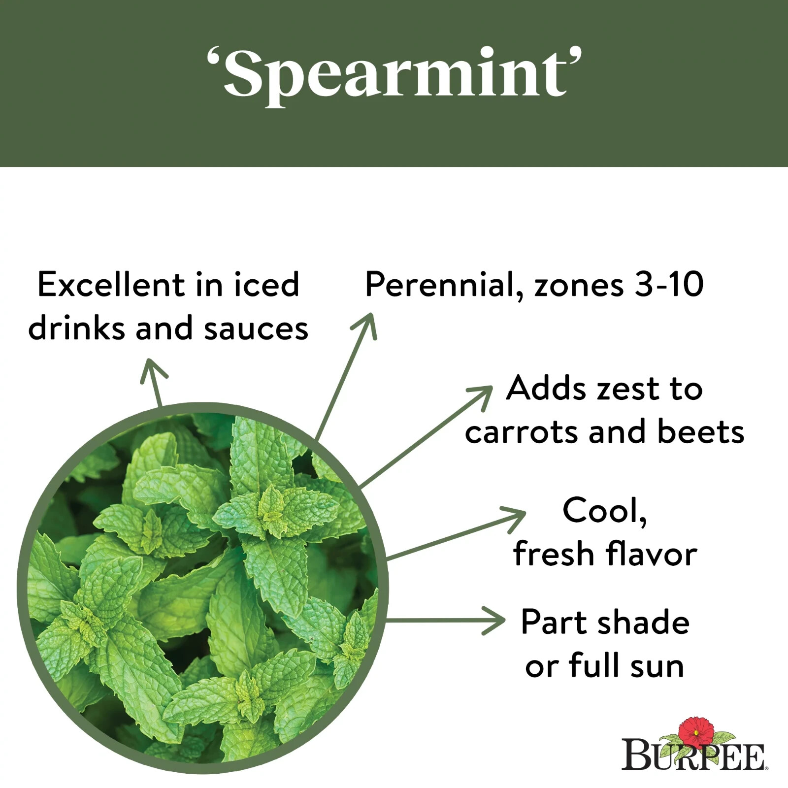 Burpee Common Spearmint Herb Seeds Container Friendly Partial Sun Seed Packet