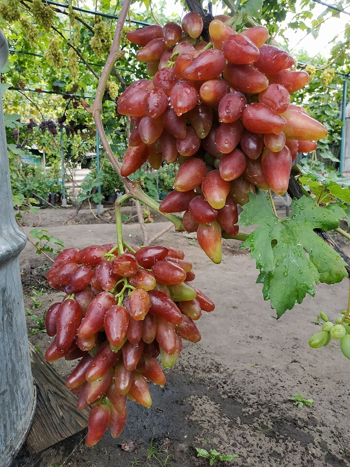 Dubovsky Pink grape- 5 cuttings, no roots