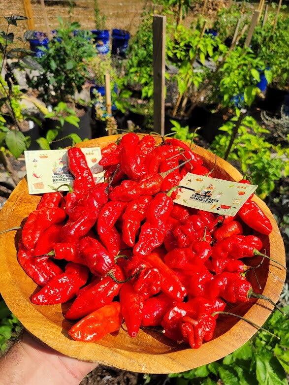 Leviathan Gnarly Scorpion Pepper 25 Seeds Red Chili Peppers 750,000+ Scoville
